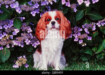 A Cavalier King Charles Spaniel sitting in front of a purple flower covered plant Stock Photo
