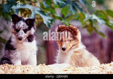 Two sheltie puppy dogs sitting on a pile of wood chips Stock Photo