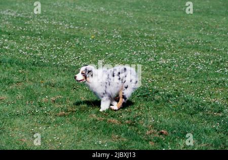 An Australian shepherd puppy dog walking on a grass lawn Stock Photo