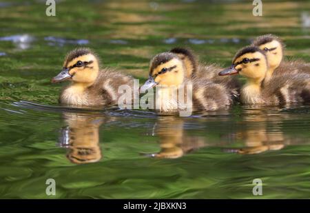 Babies Mallard duck swimming on the lake with nice reflections and green foreground Stock Photo