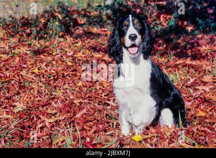 An English springer spaniel sitting in a patch of red and orange leaves Stock Photo