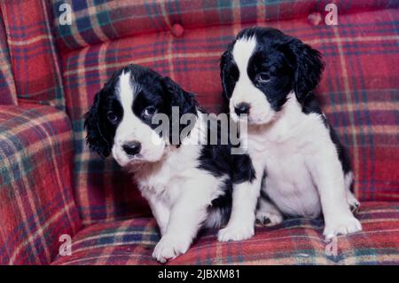 Two English springer spaniel puppy dogs sitting on a plaid sofa Stock Photo