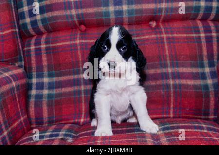 An English springer spaniel puppy dog sitting on a plaid sofa Stock Photo