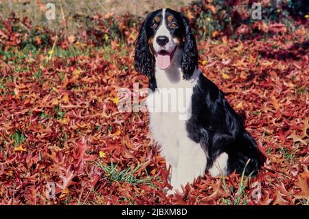 An English springer spaniel sitting in a patch of red and orange leaves Stock Photo