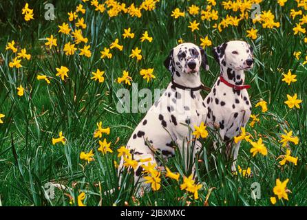 Two dalmatians sitting in a field of daffodils Stock Photo