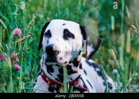 Close-up of a dalmatian laying in wildflowers Stock Photo