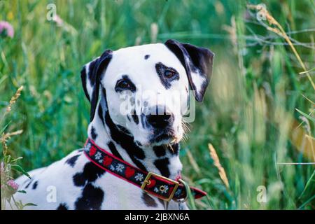 Close-up of a dalmatian laying in wildflowers Stock Photo