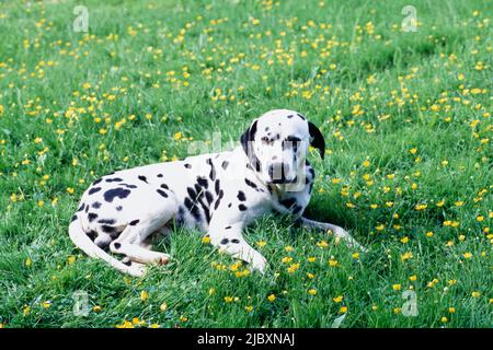 Dalmatian laying in wildflowers Stock Photo