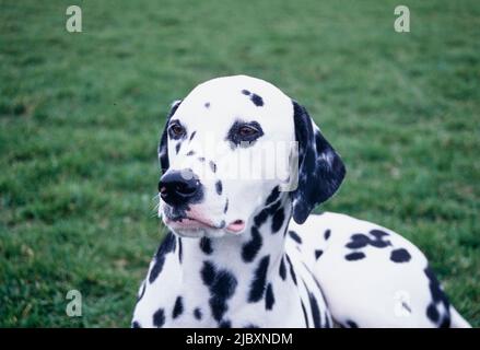 Close-up of a dalmatian laying in grass Stock Photo