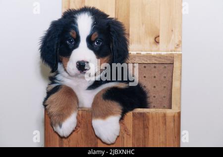 Bernese mountain dog puppy in a box Stock Photo