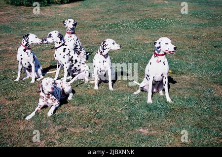 how many dalmatians are there