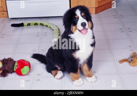 Bernese mountain dog puppy sitting on a kitchen floor and surrounded by toys Stock Photo