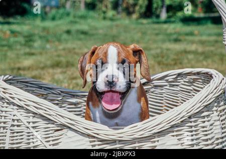 Boxer puppy dog sitting in a basket Stock Photo