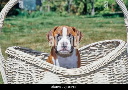 Boxer puppy dog sitting in a basket Stock Photo