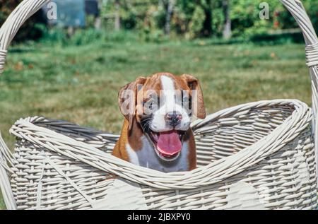 Boxer puppy dog sitting in a basket Stock Photo