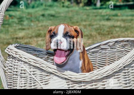 Boxer puppy dog sitting in a basket Stock Photo