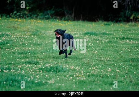 Black lab running in grass Stock Photo