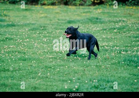 Black lab running in grass Stock Photo