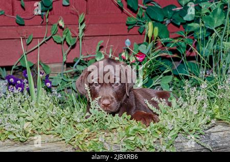 Chocolate lab puppy in garden Stock Photo