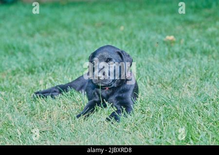 Black lab puppy in grass Stock Photo