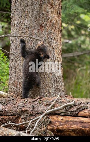 Black Bear Cub Reaching for Stick, Yellowstone Stock Photo - Alamy