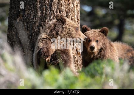 Grizzly Bear, Lamar Valley, Yellowstone Stock Photo