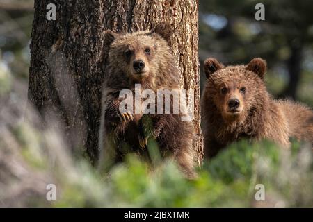 Grizzly Bear, Lamar Valley, Yellowstone Stock Photo