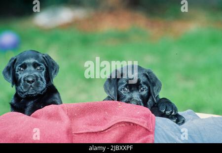 Black lab puppies laying on red blanket Stock Photo