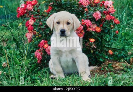 Yellow lab puppy sitting in front of roses Stock Photo