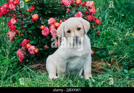 Yellow lab puppy sitting in front of roses Stock Photo