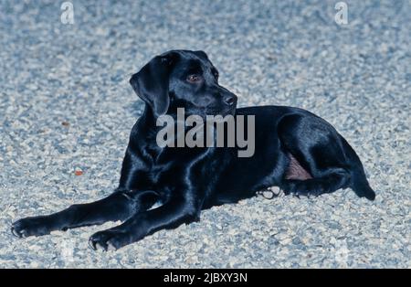 Young black lab laying on gravel Stock Photo