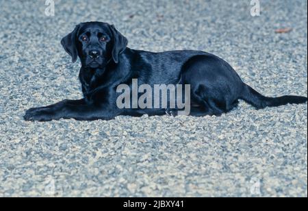 Young black lab laying on gravel Stock Photo