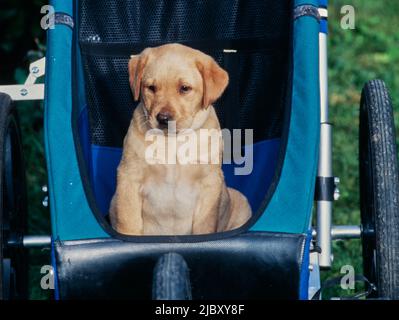 Yellow lab puppy in stroller Stock Photo