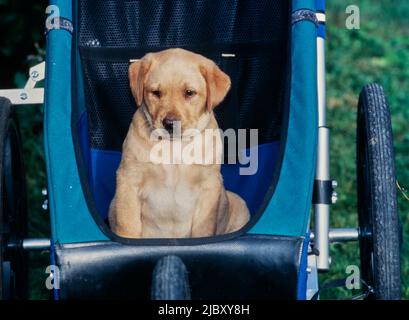 Yellow lab puppy in stroller Stock Photo