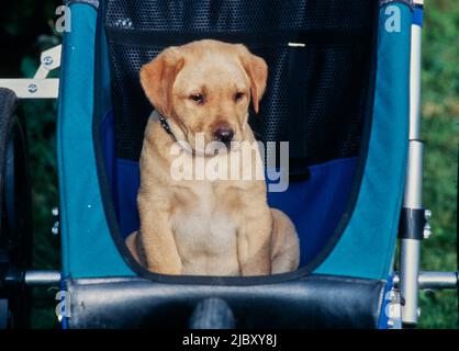Yellow lab puppy in stroller Stock Photo