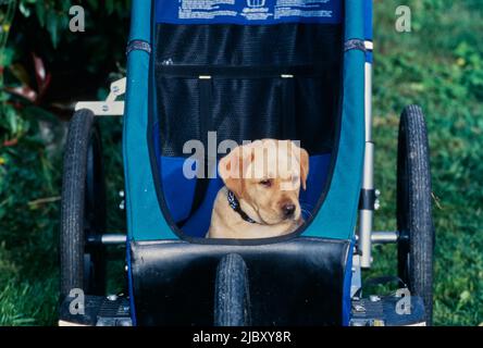 Yellow lab puppy in stroller Stock Photo