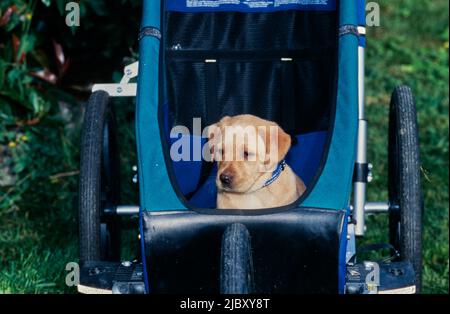 Yellow lab puppy in stroller Stock Photo