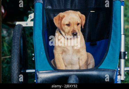 Yellow lab puppy in stroller Stock Photo