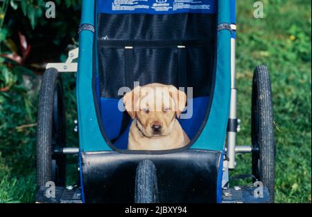 Yellow lab puppy in stroller Stock Photo