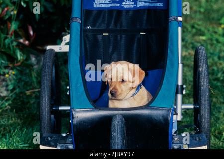 Yellow lab puppy in stroller Stock Photo