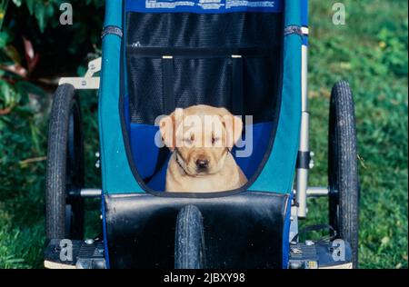 Yellow lab puppy in stroller Stock Photo