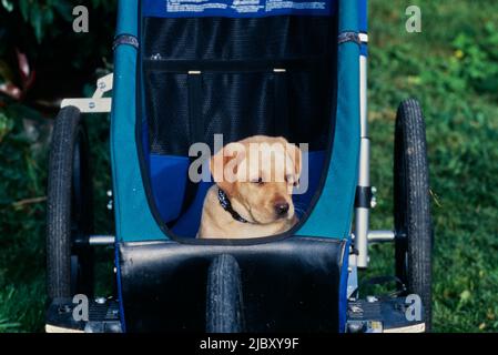 Yellow lab puppy in stroller Stock Photo