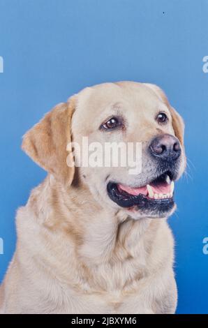 Yellow lab face on light blue background Stock Photo