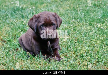 Chocolate lab in yard chewing stick Stock Photo