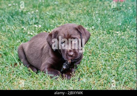 Chocolate lab in yard chewing stick Stock Photo