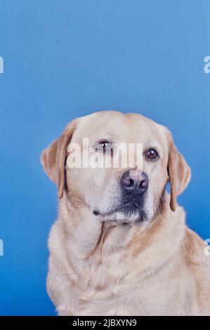 Yellow lab face on light blue background Stock Photo