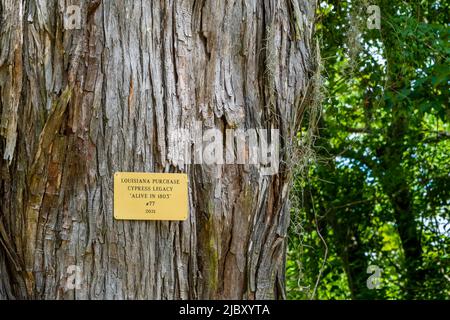 Historic marker on trunk of old cypress tree in Palmetto Island State Park, Louisiana, USA Stock Photo