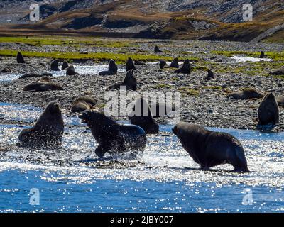 Antarctic Fur Seals (Arctocephalus gazella) on guard at Stromness Bay, South Georgia Stock Photo