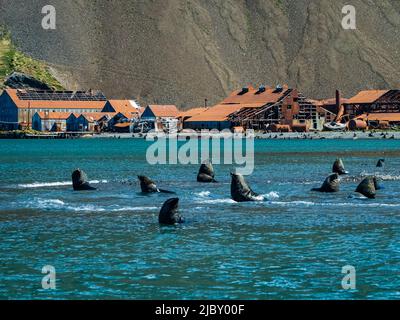 Antarctic Fur Seals (Arctocephalus gazella) on guard at Stromness Bay, South Georgia Stock Photo