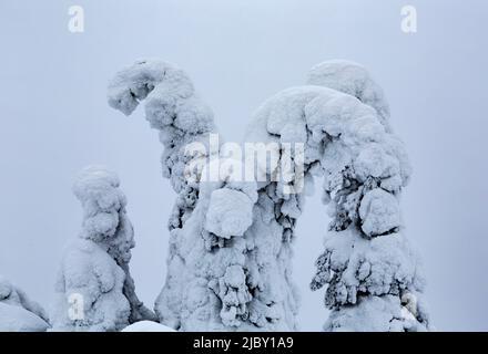 Close up of a Family of Trees intertwining Sentinels of Lapland. Kuusamo, Finnish Lapland, Finland Stock Photo